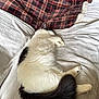 cat, sleeping, fluffy, black_and_white, blanket, plaid_blanket, soft_texture, indoor, pet, cozy, relaxing, fur, tail, paw, resting, cute, domestic_cat, animal, bed, comfort