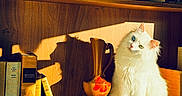 Veyron a rejoint le concours — aidez-le/la à gagner de superbes lots ! cat, white_cat, heterochromia, bookshelf, books, vase, wood, shadow, sunlight, indoor, decor, animal, pet, feline, sitting, portrait, cozy, warm_light, cute, furry