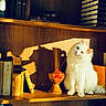 cat, white_cat, heterochromia, bookshelf, books, vase, wood, shadow, sunlight, indoor, decor, animal, pet, feline, sitting, portrait, cozy, warm_light, cute, furry