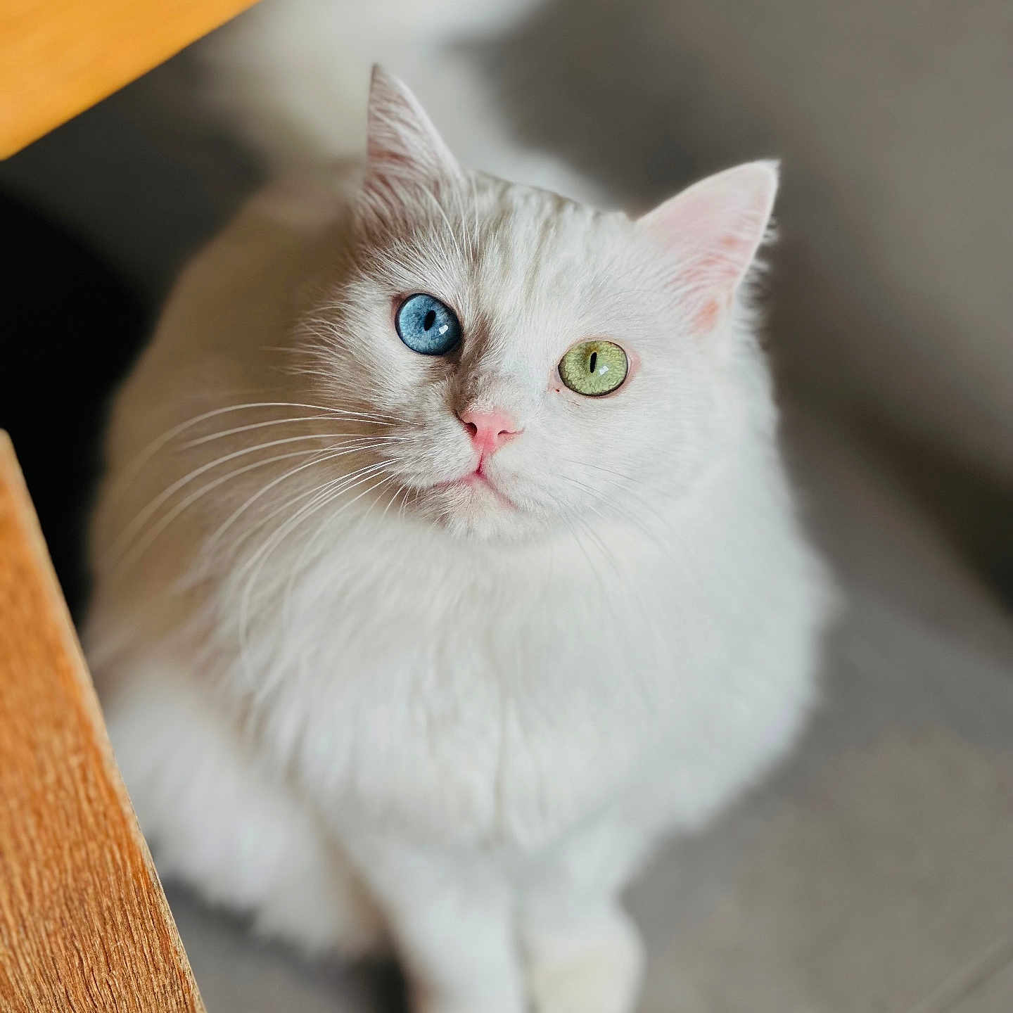 Veyron participe au concours pour gagner de l'argent avec cette photo : cat, white_cat, heterochromia, blue_eye, green_eye, pet, feline, fluffy, indoor, looking_up, cute, animal, whiskers, pink_nose, soft_fur, sitting, floor, wood, portrait, closeup