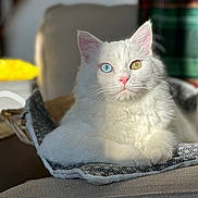 Veyron a rejoint le concours — aidez-le/la à gagner de superbes lots ! cat, white_cat, heterochromia, blue_eye, yellow_eye, fluffy_fur, pink_nose, cushion, patterned_fabric, sunlight, indoor, relaxed, pet, animal, feline, portrait, close_up, soft_light, cozy, resting