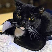 Suesue joined the competition — help win amazing prizes! cat, tuxedo_cat, black_and_white, whiskers, yellow_eyes, fur, pet, animal, indoor, blanket, soft, resting, closeup, portrait, cute, feline, cozy, relaxed, mammal, domestic_animal