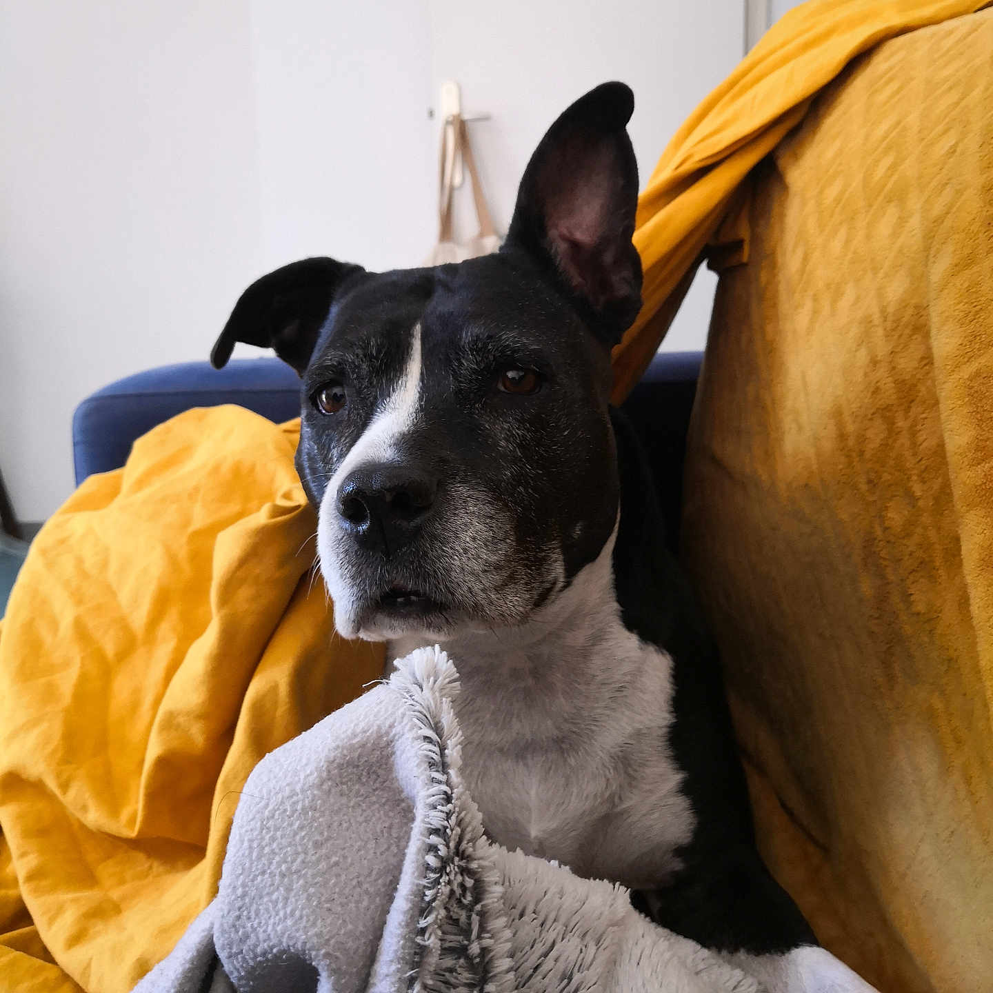 Laya a rejoint le concours — aidez-le/la à gagner de superbes lots ! animal, black_and_white, blanket, brown_eyes, comfort, couch, cozy, dog, domestic_animal, ear, face, fur, home, indoor, looking, pet, portrait, relaxed, resting, soft