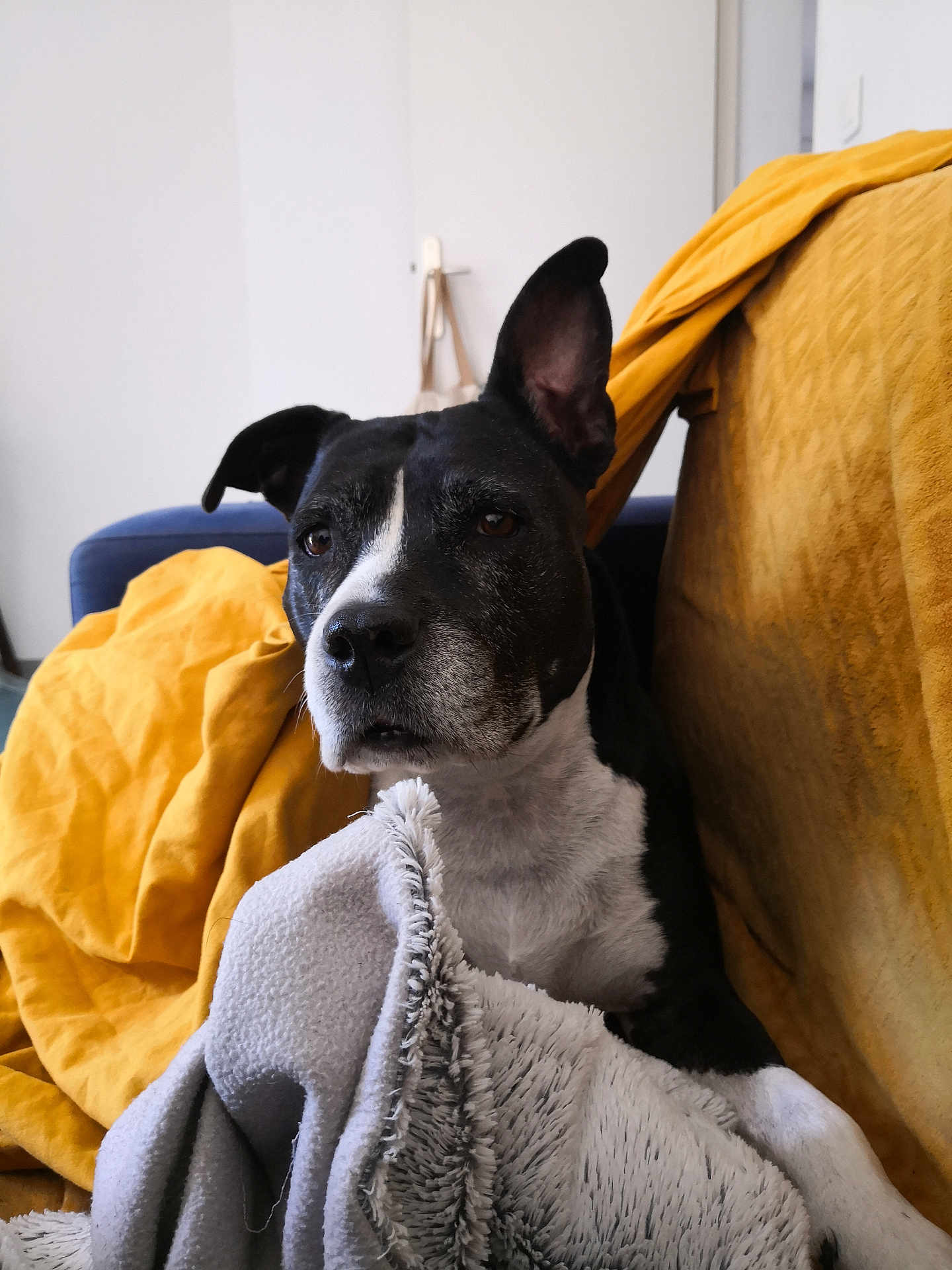 Laya a rejoint le concours — aidez-le/la à gagner de superbes lots ! dog, black_and_white, blanket, couch, indoor, pet, fur, ear, face, animal, cozy, comfort, resting, looking, brown_eyes, domestic_animal, home, soft, relaxed, portrait