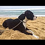 dog, beach, sand, ocean, water, chain, collar, black_and_white, animal, pet, lying_down, outdoor, sky, waves, calm, side_view, daytime, nature, canine, relaxed