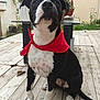 dog, black_and_white, bandana, red, sitting, wooden_deck, outdoor, pet, animal, portrait, plant, table, backyard, fence, paws, ears, tail, spot, looking_up, domestic_animal