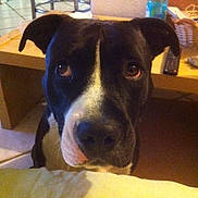 Laya participe au concours pour gagner de l'argent avec cette photo : animal, black_and_white, canine, close_up, curious, dog, domestic, ears, face, floor, furniture, home, indoor, looking, muzzle, pet, remote_control, table, tile_floor, water_bottle