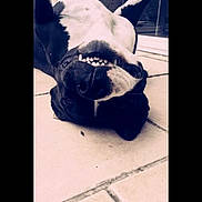 Laya participe au concours pour gagner de l'argent avec cette photo : dog, black_and_white, playful, upside_down, teeth, grin, tile_floor, pet, canine, smile, indoor, funny_pose, animal, cute, happy, domestic, companionship, relaxed, portrait, muzzle