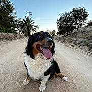 Missy is registered to the contest to win money with this photo: dog, animal, outdoor, road, dirt, trees, sky, happy, tongue_out, sitting, fluffy, nature, pet, canine, summer, daylight, landscape, playful, walk, companion