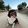 dog, animal, outdoor, road, dirt, trees, sky, happy, tongue_out, sitting, fluffy, nature, pet, canine, summer, daylight, landscape, playful, walk, companion