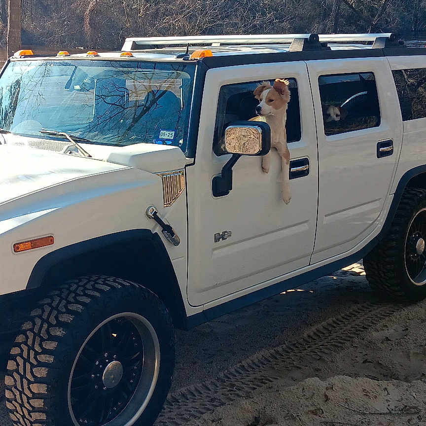 Falkor is registered to the contest to win money with this photo: adventure, animal, bumper, canine, car, chair, dog, furniture, leisureactivities, machine, nature, offroad, outdoors, person, pet, tire, transportation, vehicle, water, wheel