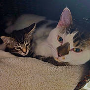 Binx is registered to the contest to win money with this photo: animal, basket, blanket, cat, cats, closeup, companion, cozy, cute, cute_animals, domestic, ears, feline, fur, indoor, pet, resting, sleepy, snuggling, whiskers