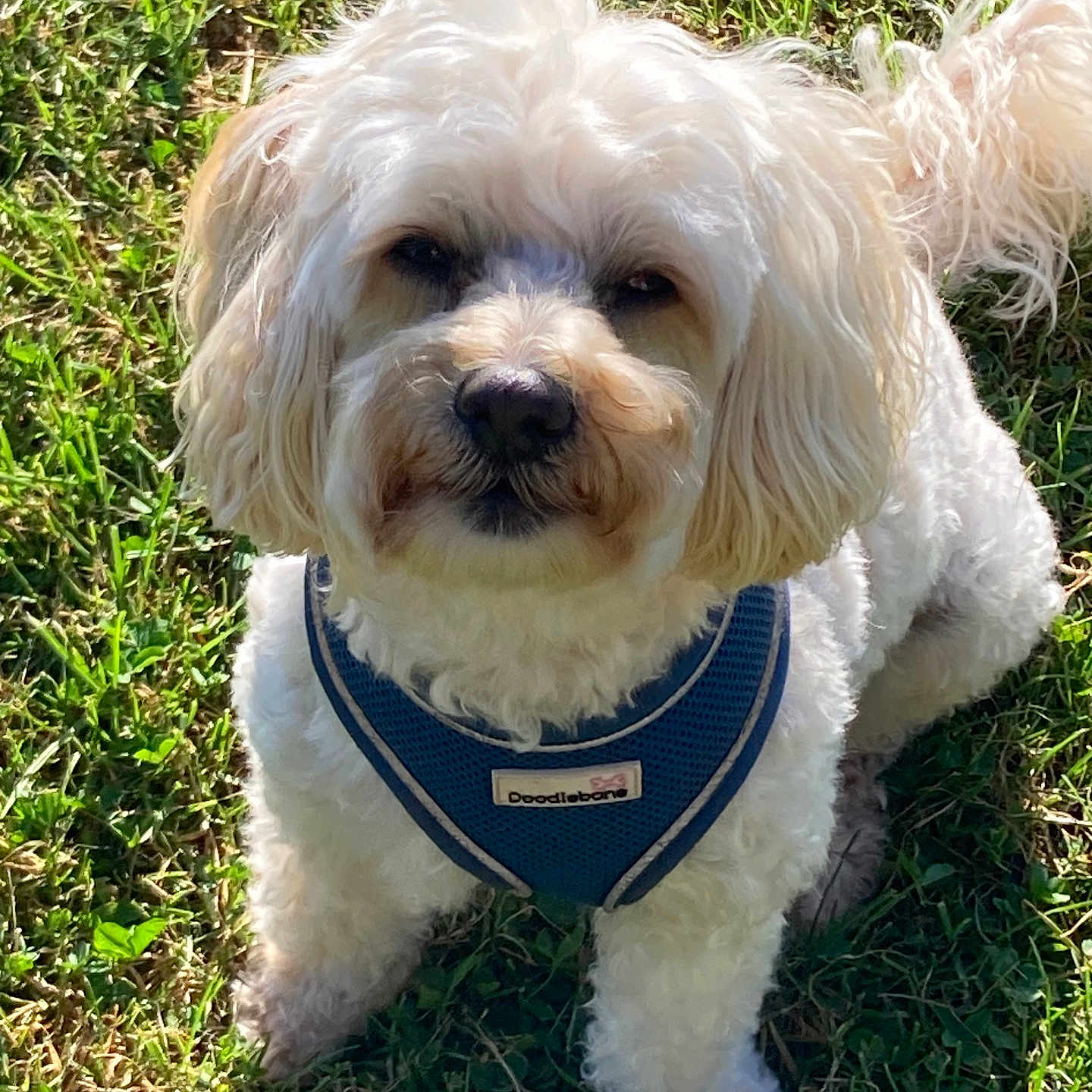 Zeberdeee joined the competition — help win amazing prizes! animal, canine, curly_fur, cute, daylight, dog, fluffy, friendly, fur, grass, harness, nature, outdoor, pet, playful, portrait, sitting, small_dog, sunlight, white_dog