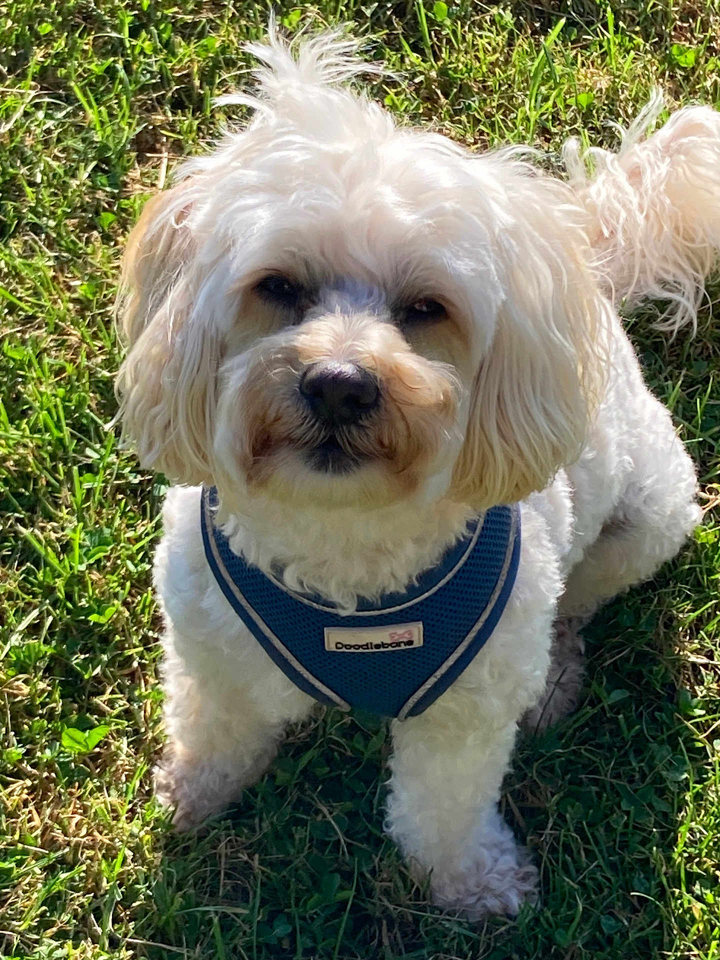 Zeberdeee joined the competition — help win amazing prizes! animal, canine, curly_fur, cute, daylight, dog, fluffy, friendly, fur, grass, harness, nature, outdoor, pet, playful, portrait, sitting, small_dog, sunlight, white_dog