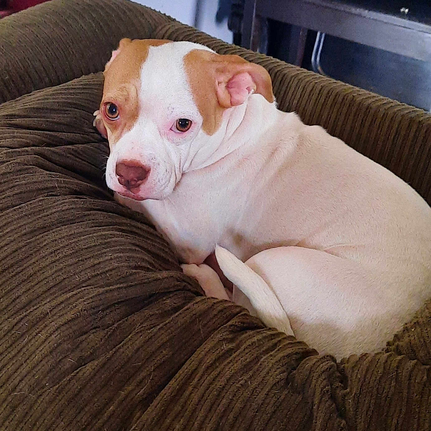 Daisy Rose joined the competition — help win amazing prizes! animal, brown, canine, comfort, corduroy, cozy, curled_up, cushion, dog, ears, fur, furniture, indoor, looking, mammal, pet, relaxed, resting, snout, white