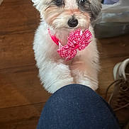 Daisy Mae joined the competition — help win amazing prizes! adorable, animal, bow, companion, curious, cute, dog, domestic_animal, fluffy, fur, indoor, knees, looking_up, pet, pink_bow, puppy, small_dog, white_dog, wooden_floor, young_dog