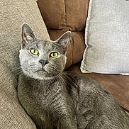 Leo is registered to the contest to win money with this photo: cat, gray_cat, yellow_eyes, feline, pet, indoor, couch, pillow, relaxed, fur, whiskers, closeup, animal, mammal, domestic_animal, cozy, resting, cute, looking_at_camera, soft_lighting