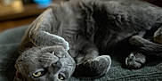 Leo is registered to the contest to win money with this photo: cat, gray_cat, pet, feline, lying_down, upside_down, relaxed, indoor, soft_fur, close_up, whiskers, paw, bed, texture, cute, animal, domestic_cat, mischievous, fang, yellow_eyes