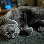 cat, gray_cat, pet, feline, lying_down, upside_down, relaxed, indoor, soft_fur, close_up, whiskers, paw, bed, texture, cute, animal, domestic_cat, mischievous, fang, yellow_eyes