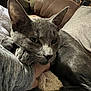 Leo is registered to the contest to win money with this photo: cat, gray_cat, pet, indoor, cozy, pillow, blanket, hand, sleeve, sweater, fur, resting, close_up, domestic_animal, comfort, relaxation, animal, home, soft_texture, sleepy