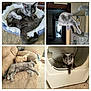 animal, bunny, carpet, cat, cat_bed, cat_tree, compilation, couch, cozy, curious, dryer, furniture, gray_cat, home, indoor, multi_image, pet, relaxing, sleeping, stretching