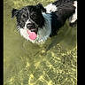 Aussie is registered to the contest to win money with this photo: adorable, animal, black_and_white, canine, daytime, dog, happy, looking_up, nature, outdoor, pet, playful, recreation, shallow_water, standing, summer, sunny, tongue_out, water, wet_fur