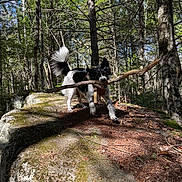 Aussie joined the competition — help win amazing prizes! adventure, animal, black_and_white, canine, daylight, dog, forest, leaves, moss, nature, outdoor, pet, playful, rock, snout, stick, sunlight, tail, trees, woods