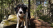 Aussie is registered to the contest to win money with this photo: adventure, animal, black_and_white, canine, collar, daylight, dog, forest, ground, leaves, moss, nature, outdoor, pet, rock, shadow, sunlight, tag, tree, woods