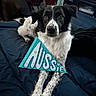 Aussie joined the competition — help win amazing prizes! animal, bed, black_and_white, blanket, canine, cozy, cute, decor, dog, fur, furniture, holiday_decorations, indoor, lying_down, pennant, pet, relaxed, room, text, toy