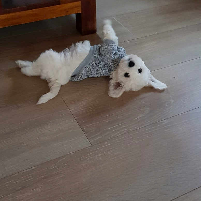 Simba participe au concours pour gagner de l'argent avec cette photo : books, casual, coffee_table, cozy, cute, dog, floor, furniture, home, indoor, living_room, lying_down, person, pet, playful, relaxed, slippers, sweater, white_dog, wooden_floor