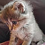 kitten, cat, young_animal, fur, whiskers, cute, pet, indoor, closeup, curious, small, animal, feline, soft, portrait, young, mammal, domestic_animal, sitting, fuzzy