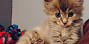 Oliver is registered to the contest to win money with this photo: kitten, cat, fluffy, indoor, feline, cute, pet, animal, young, cozy, blanket, fur, paw, resting, curious, small, domestic, mammal, whiskers, soft