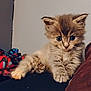kitten, cat, fluffy, indoor, feline, cute, pet, animal, young, cozy, blanket, fur, paw, resting, curious, small, domestic, mammal, whiskers, soft