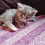 kitten, cat, animal, pet, feline, cute, fluffy, young, blue_eyes, paw, whiskers, fur, striped_blanket, purple, white, indoor, cozy, resting, small, curious