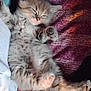 kitten, sleeping, fluffy, gray, paw, cute, pet, feline, cozy, blanket, resting, young, adorable, animal, soft, fur, indoor, relaxed, small, pink_paw