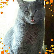 Benny joined the competition — help win amazing prizes! cat, gray_cat, tongue_out, feline, pet, animal, indoor, cute, fluffy, whiskers, ears, sitting, orange_bubbles, playful, portrait, fur, closeup, expression, domestic_cat, funny