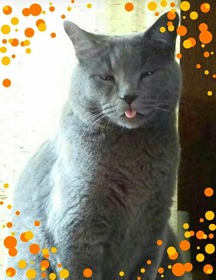 Benny joined the competition — help win amazing prizes! cat, gray_cat, tongue_out, feline, pet, animal, indoor, cute, fluffy, whiskers, ears, sitting, orange_bubbles, playful, portrait, fur, closeup, expression, domestic_cat, funny