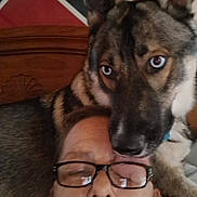 Aggie joined the competition — help win amazing prizes! person, dog, glasses, bed, headboard, flag, indoor, resting, closeup, affection, brown, black, fur, face, eyes, nose, sleepy, pet, companion, casual