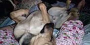 Prince joined the competition — help win amazing prizes! dog, pajamas, blanket, pillow, bed, indoor, pet, resting, relaxed, animal, canine, sleepwear, foot, comfort, dark, night, fur, laying_down, human, home