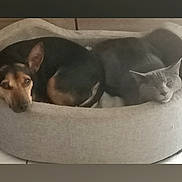 Hummer participe au concours pour gagner de l'argent avec cette photo : animal, brown_dog, cat, companions, cozy, cute, cute_animals, dog, domestic, friendship, furry, gray_cat, home, indoor, pet_bed, pets, relaxed, resting, sleeping, snuggling