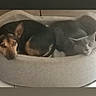 animal, brown_dog, cat, companions, cozy, cute, cute_animals, dog, domestic, friendship, furry, gray_cat, home, indoor, pet_bed, pets, relaxed, resting, sleeping, snuggling