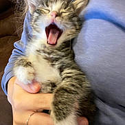 Olive is registered to the contest to win money with this photo: animal, cat, claw, cozy, cute, domestic, feline, fur, hand, holding, indoor, kitten, mammal, paw, pet, sleepy, tabby, whiskers, yawning, young
