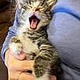 animal, cat, claw, cozy, cute, domestic, feline, fur, hand, holding, indoor, kitten, mammal, paw, pet, sleepy, tabby, whiskers, yawning, young