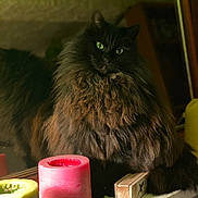 Kalouka a rejoint le concours — aidez-le/la à gagner de superbes lots ! cat, fluffy, black_cat, green_eyes, candle, pink_candle, yellow_candle, shelf, indoor, reflection, mirror, furniture, pet, animal, portrait, feline, cozy, decor, closeup, household