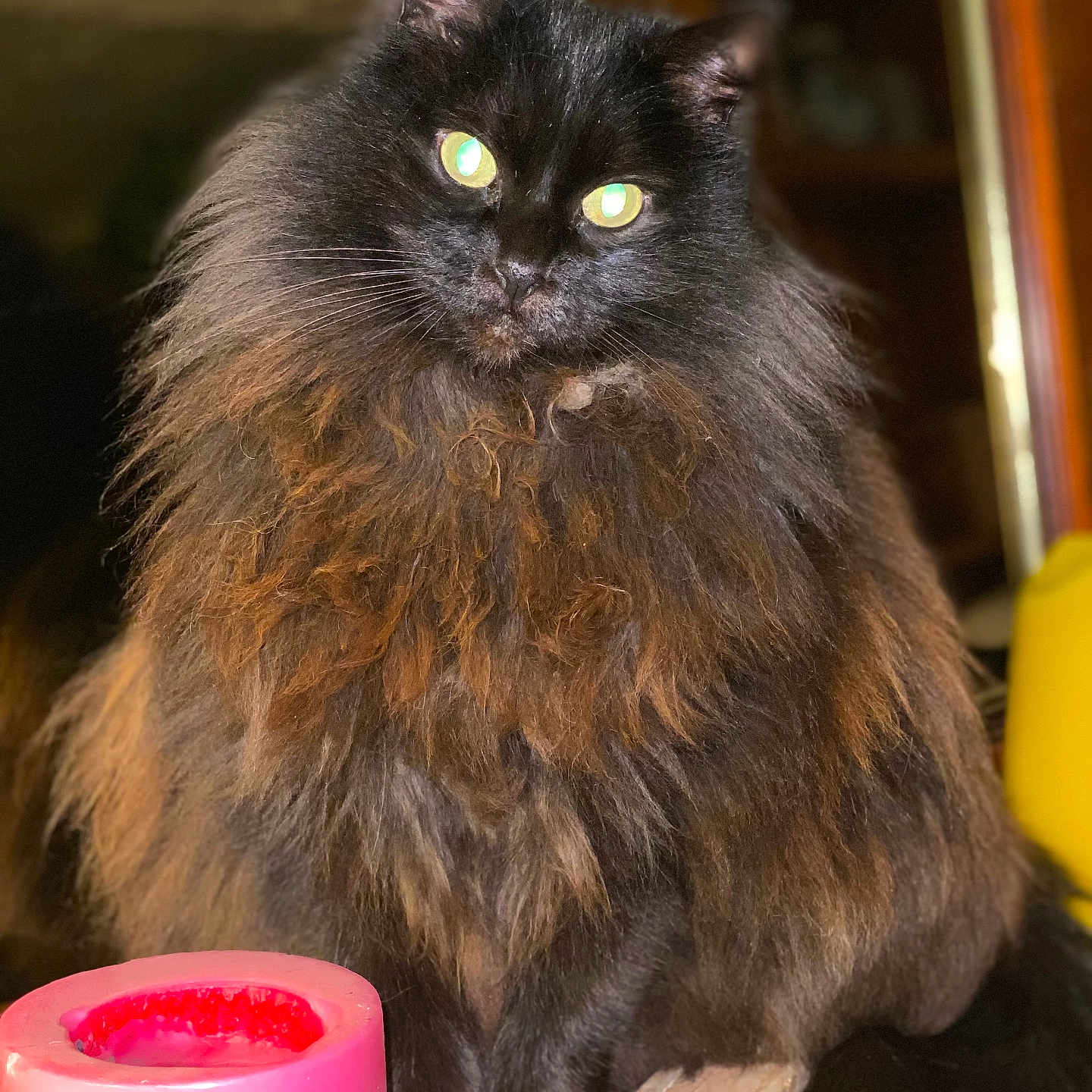 Kalouka a rejoint le concours — aidez-le/la à gagner de superbes lots ! animal, black_cat, candle, cat, closeup, cozy, cute, domestic_cat, feline, fluffy, fur, green_eyes, indoor, looking, pet, pink_candle, portrait, sitting, whiskers, wooden_block