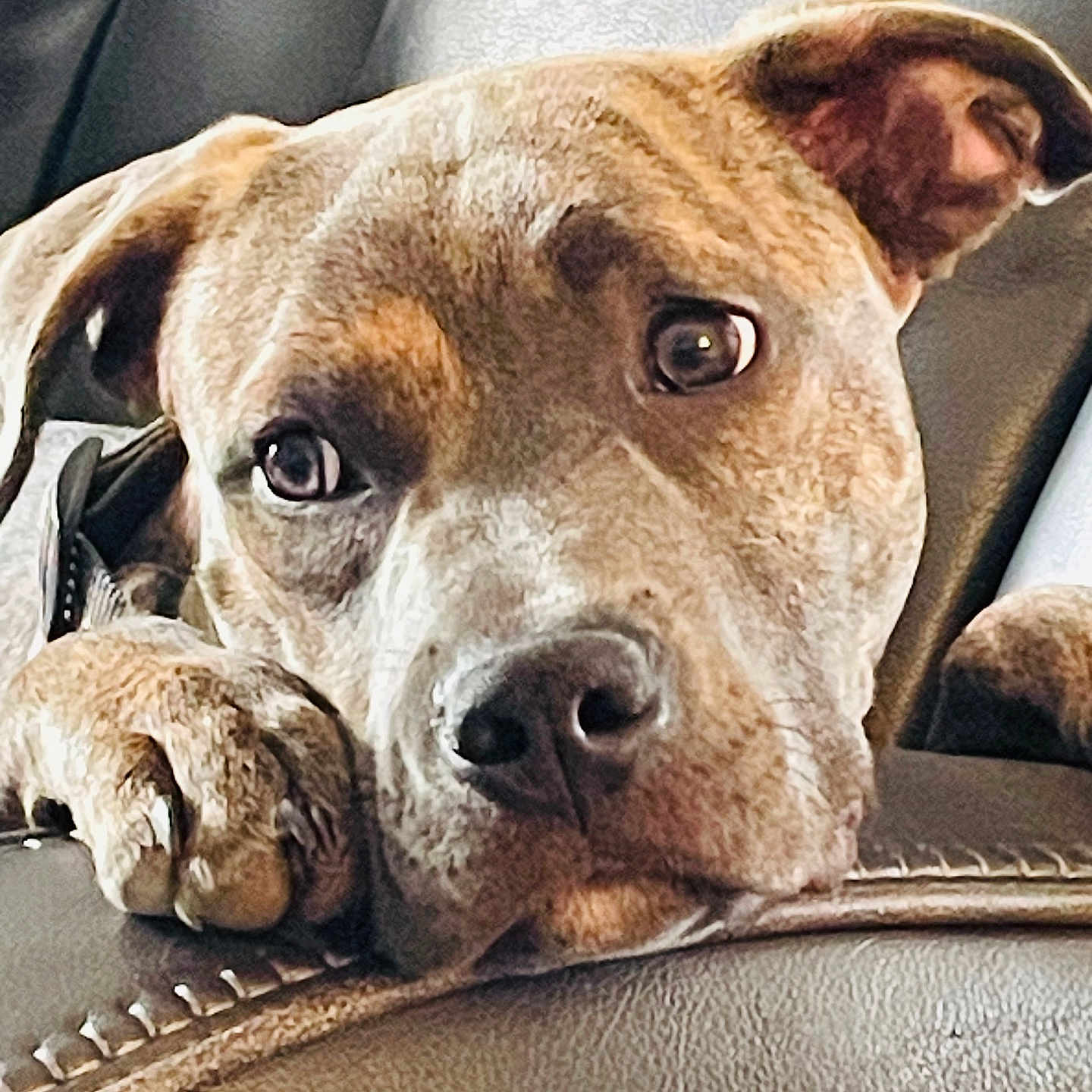 Cain is registered to the contest to win money with this photo: animal, armchair, bird, boxer, bulldog, canine, chair, couch, cushion, dog, furniture, homedecor, hound, indoors, interiordesign, pet, pitbull, pointer, puppy, snout