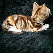 Noisette a rejoint le concours — aidez-le/la à gagner de superbes lots ! cat, tabby, feline, pet, animal, lying_down, fur, striped, whiskers, ears, domestic_cat, resting, indoor, blanket, soft_texture, cozy, sleepy, side_view, mammal, cute