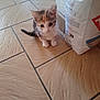 Noisette participe au concours pour gagner de l'argent avec cette photo : kitten, cat, floor, tile, bag, small, indoor, curious, pet, animal, feline, young, cute, whiskers, ears, tail, paws, domestic, closeup, curiosity