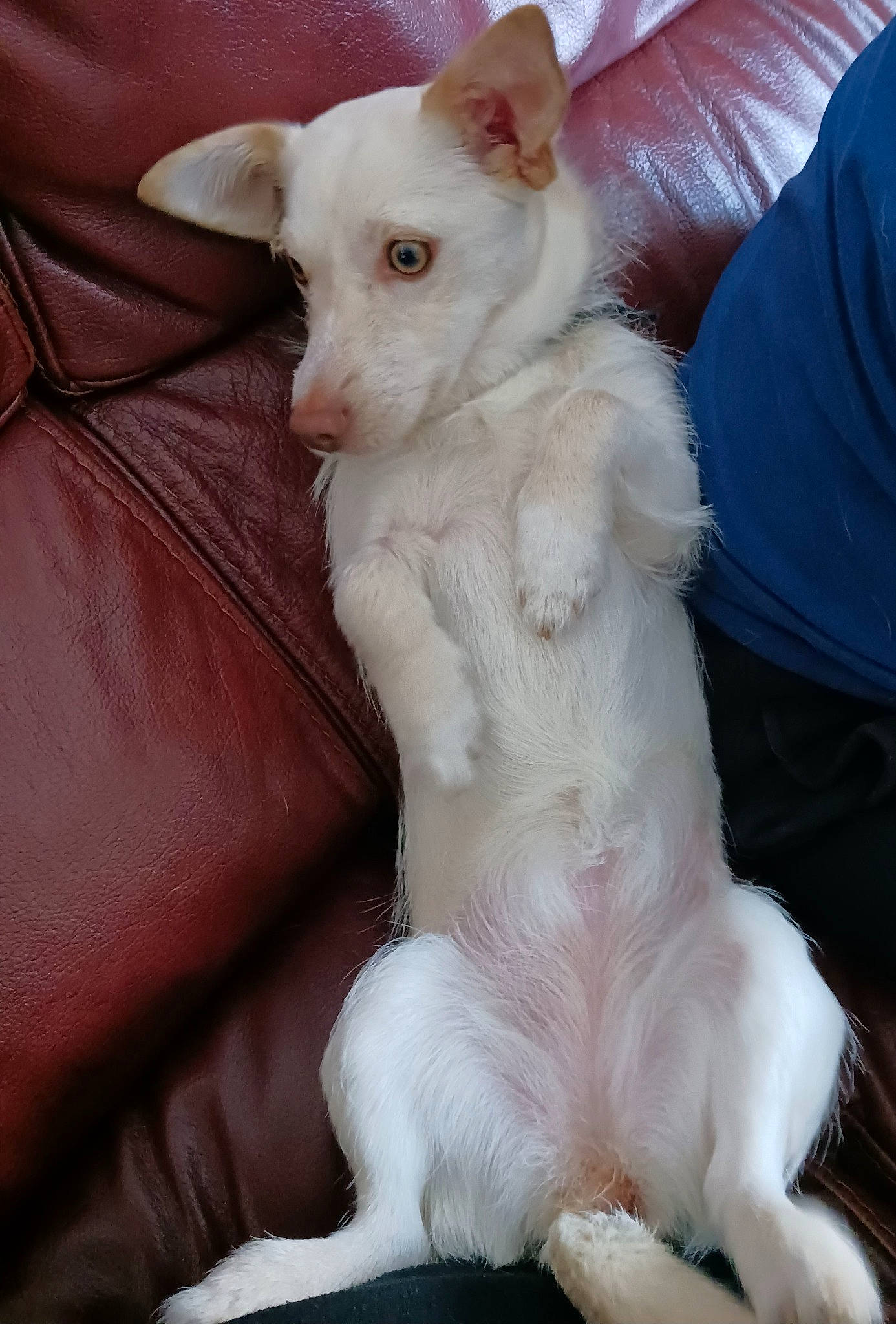 Dobby participe au concours pour gagner de l'argent avec cette photo : canidae, carnivore, comfort, companion_dog, dog, dog_breed, ear, felidae, fur, non_sporting_group, paw, tail, terrestrial_animal, whiskers, working_animal