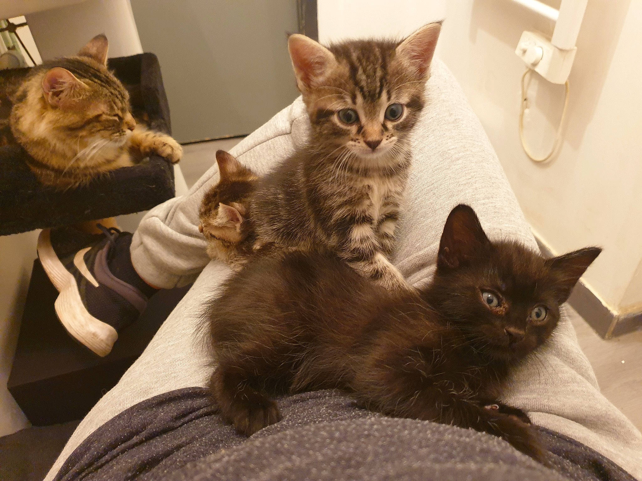 Isis a rejoint le concours — aidez-le/la à gagner de superbes lots ! carnivore, cat, comfort, domestic_short_haired_cat, fawn, felidae, fur, household_supply, paper_towel, paper_towel_holder, serveware, small_to_medium_sized_cats, snout, tableware, tail, tissue_paper, toilet_paper, wall_plate, wall_socket, whiskers